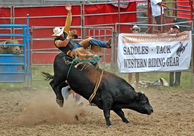 Andrew Brodie; Bullride; Taken at Kumeu Rodeo 2006